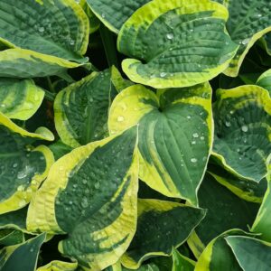 Hosta 'Wide Brim'