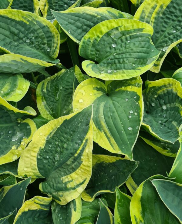 Hosta 'Wide Brim'