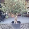 Olive Tree / Olea Europaea 50-60cm girth Compact - 110L 50-60cm girth, 175-200cm tall