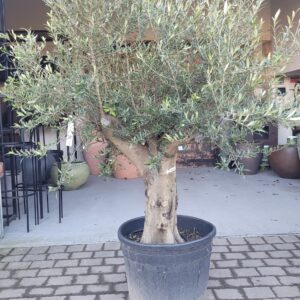 Olive Tree / Olea Europaea 50-60cm girth Compact