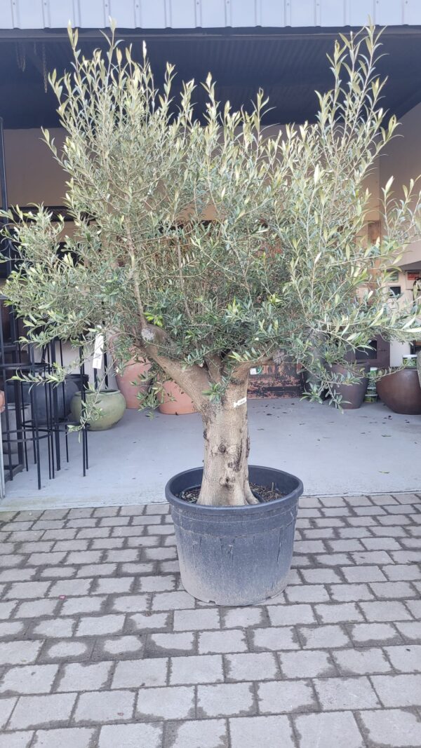 Olive Tree / Olea Europaea 50-60cm girth Compact