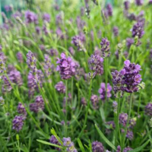 Lavender angustifolia Valance Dark Violet