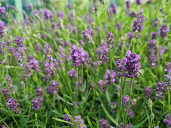 Lavender angustifolia Valance Dark Violet