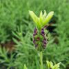 Lavender stoechas 'Tiara' - 2L