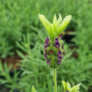 Lavender stoechas 'Tiara'