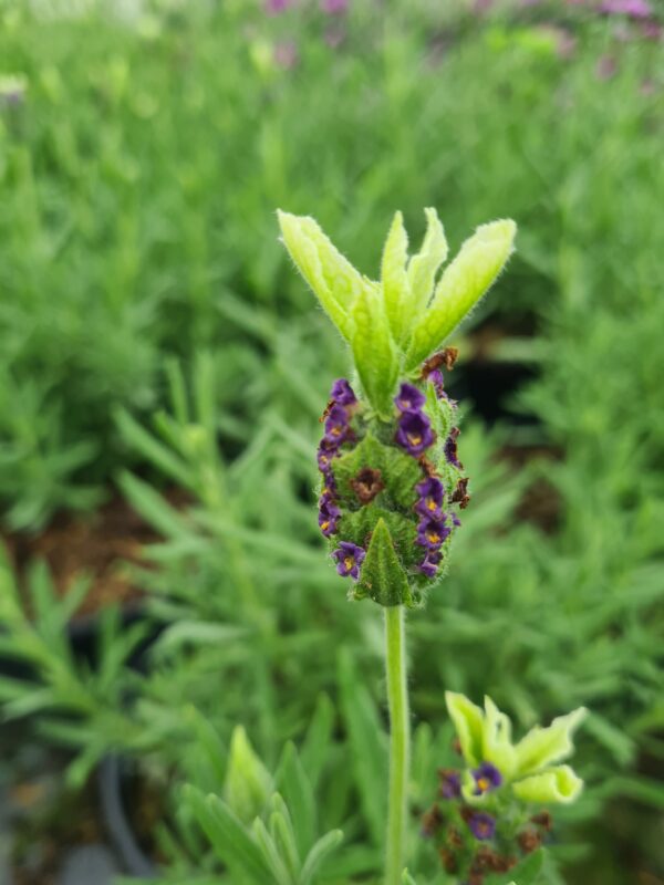 Lavender stoechas 'Tiara'