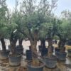 Olea europaea / Olive Tree - 60-80cm girth - 160L 60-80cm girth