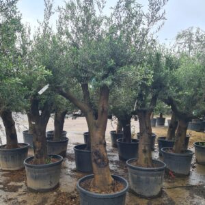 Olea europaea / Olive Tree - 60-80cm girth