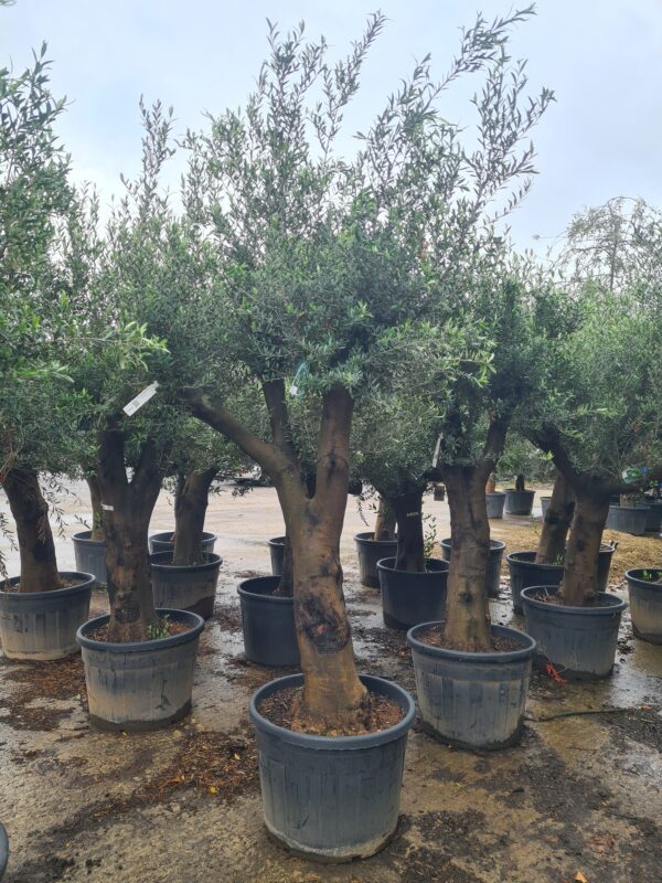 Olea europaea / Olive Tree - 60-80cm girth