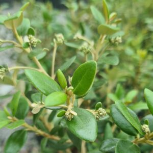 Olearia haastii