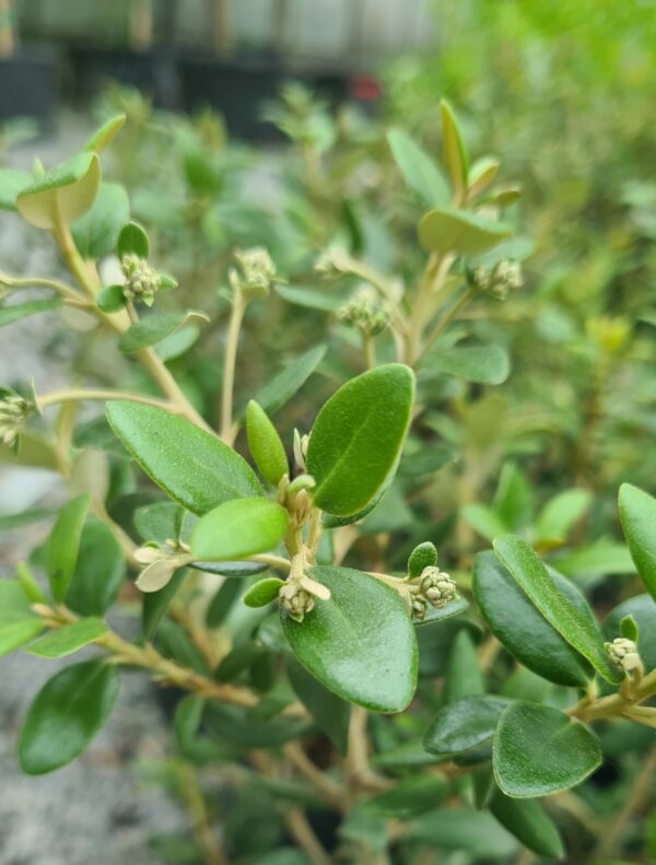 Olearia haastii