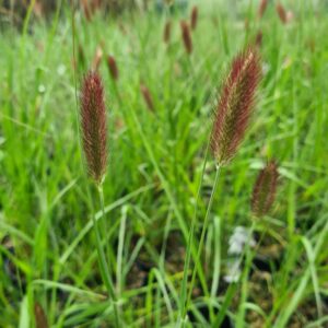 Pennisetum 'Red Buttons'