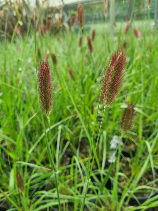 Pennisetum 'Red Buttons'