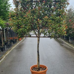 Photinia × fraseri Compacta 1/2 Standard Espalier