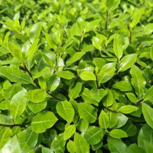 Pittosporum ten. 'Midget'