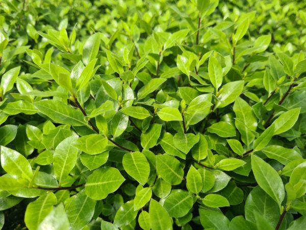 Pittosporum ten. 'Midget'