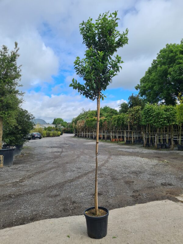 Prunus lusitanica Brenelia Standard - Image 2