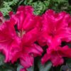 Rhododendron 'Baden-Baden' - 5L 30-40cm