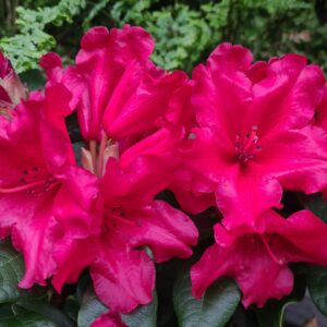 Rhododendron 'Baden-Baden'