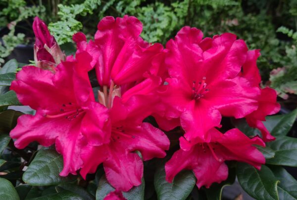 Rhododendron 'Baden-Baden'