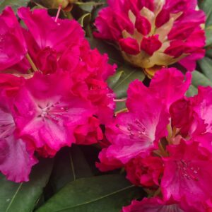 Rhododendron Germania