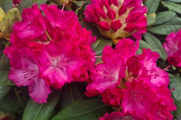 Rhododendron Germania