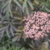 Sambucus nigra 'Black Lace' - 5L pot