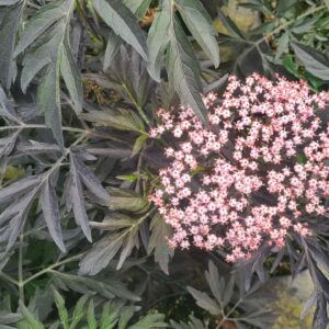 Sambucus nigra 'Black Lace'