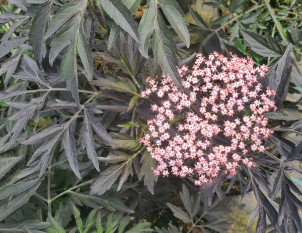 Sambucus nigra 'Black Lace'