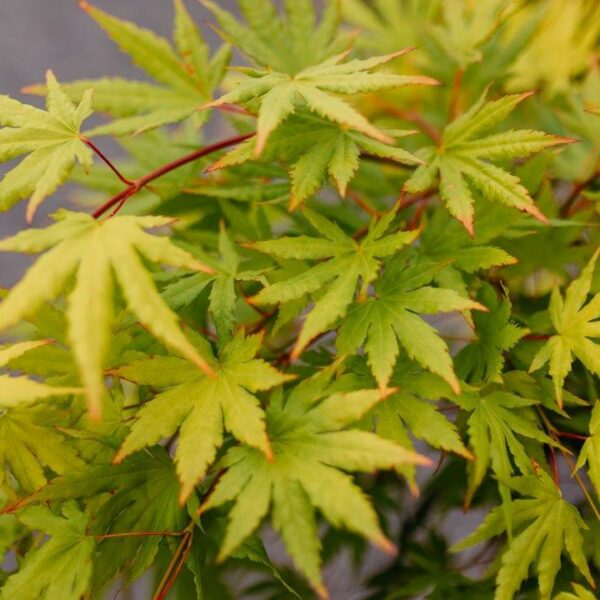 Acer palmatum 'Cascade Citrine'
