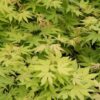 Acer palmatum 'Cascade Gold' - 15L 90cm stem, 1/2 Standard