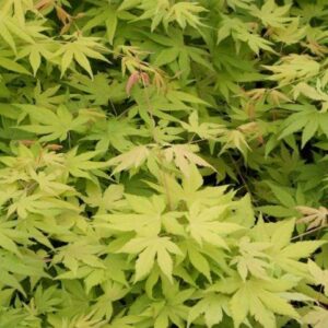 Acer palmatum 'Cascade Gold'