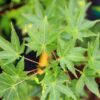 Acer palmatum 'Ryusen' - 25L 1/4 Standard