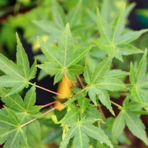 Acer palmatum 'Ryusen'