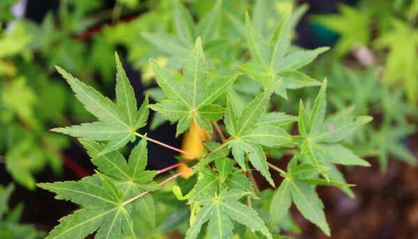Acer palmatum 'Ryusen'