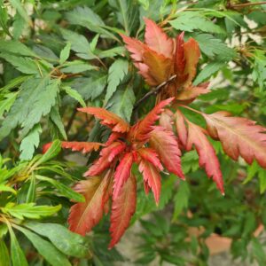 Acer palm. 'Beni Hagoromo'