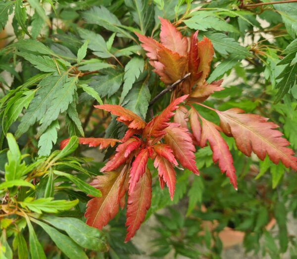 Acer palm. 'Beni Hagoromo'