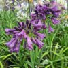 Agapanthus 'Poppin Purple'