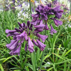 Agapanthus 'Poppin Purple'