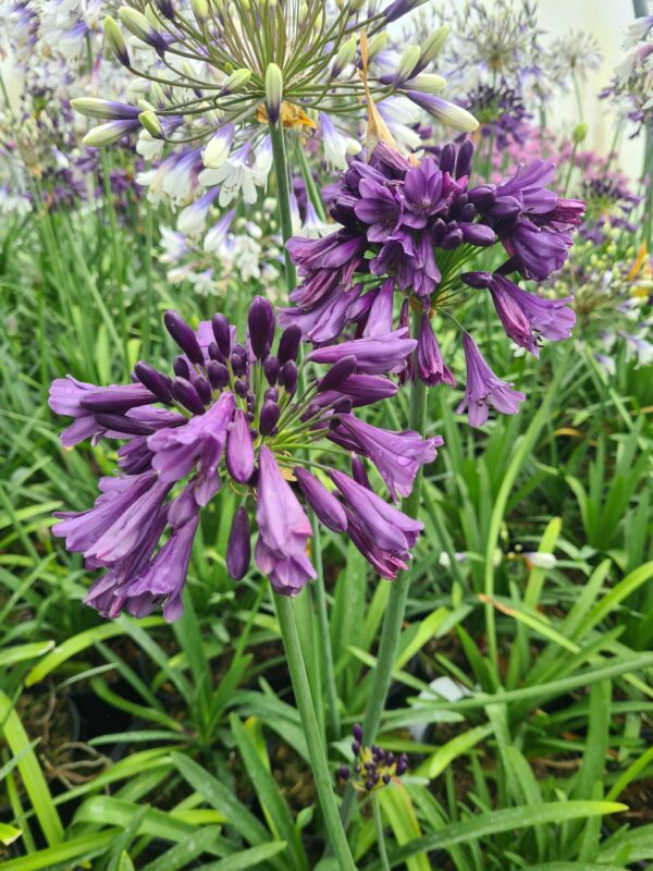 Agapanthus 'Poppin Purple'