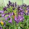 Agapanthus 'Poppin Purple' - Image 2