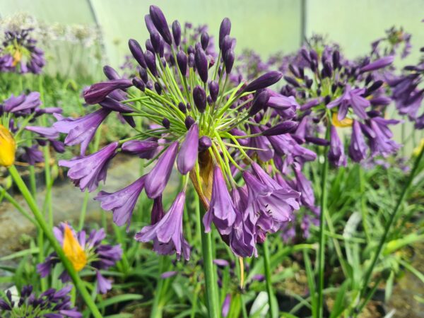 Agapanthus 'Poppin Purple' - Image 2