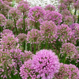 Allium 'Millenium'