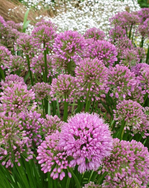 Allium 'Millenium'