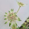 Astrantia major Florence - 2L