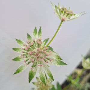 Astrantia major Florence