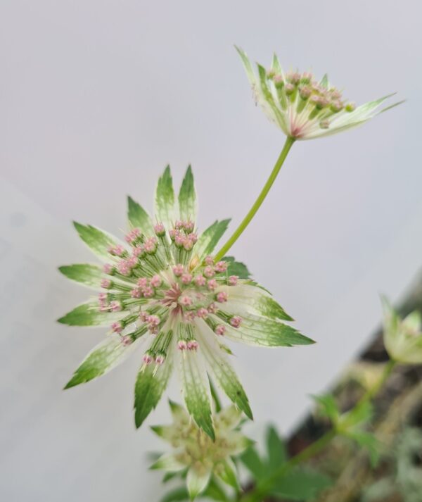 Astrantia major Florence