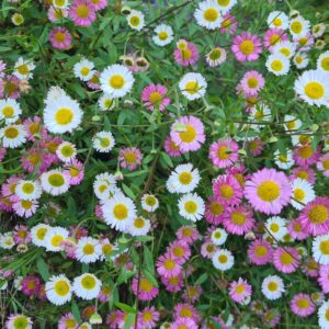 Erigeron karvinskianus