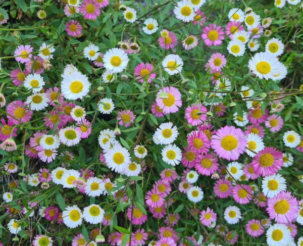 Erigeron karvinskianus