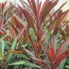 Euphorbia 'Miners Merlot' - 5L